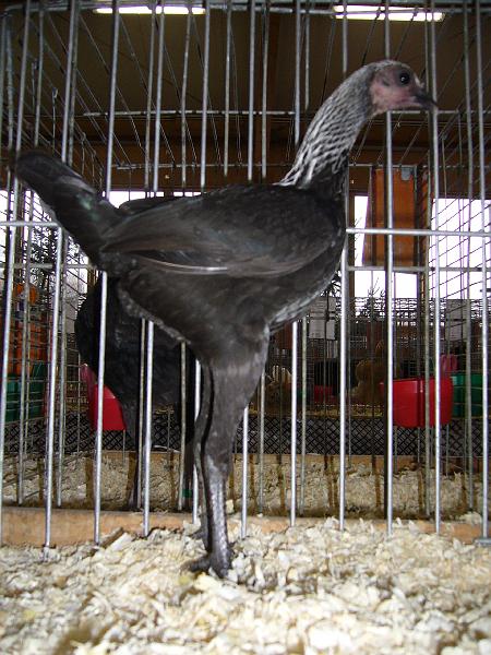 Kreisschau Coesfeld 2008 126.jpg - Moderne Englische Zwergkämpfer birkenfarbig von Siegfried Janßen Preis V97 LVE